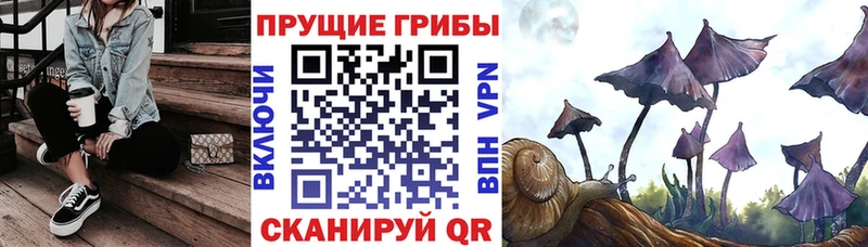 Псилоцибиновые грибы Psilocybine cubensis сайты даркнета состав Конаково KRAKEN как зайти