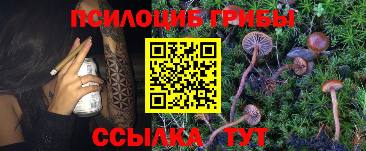 Конаково  Галлюциногенные грибы Cubensis  Псилоцибиновые грибы мицелий  купить наркотики сайты  Вход с VPN 